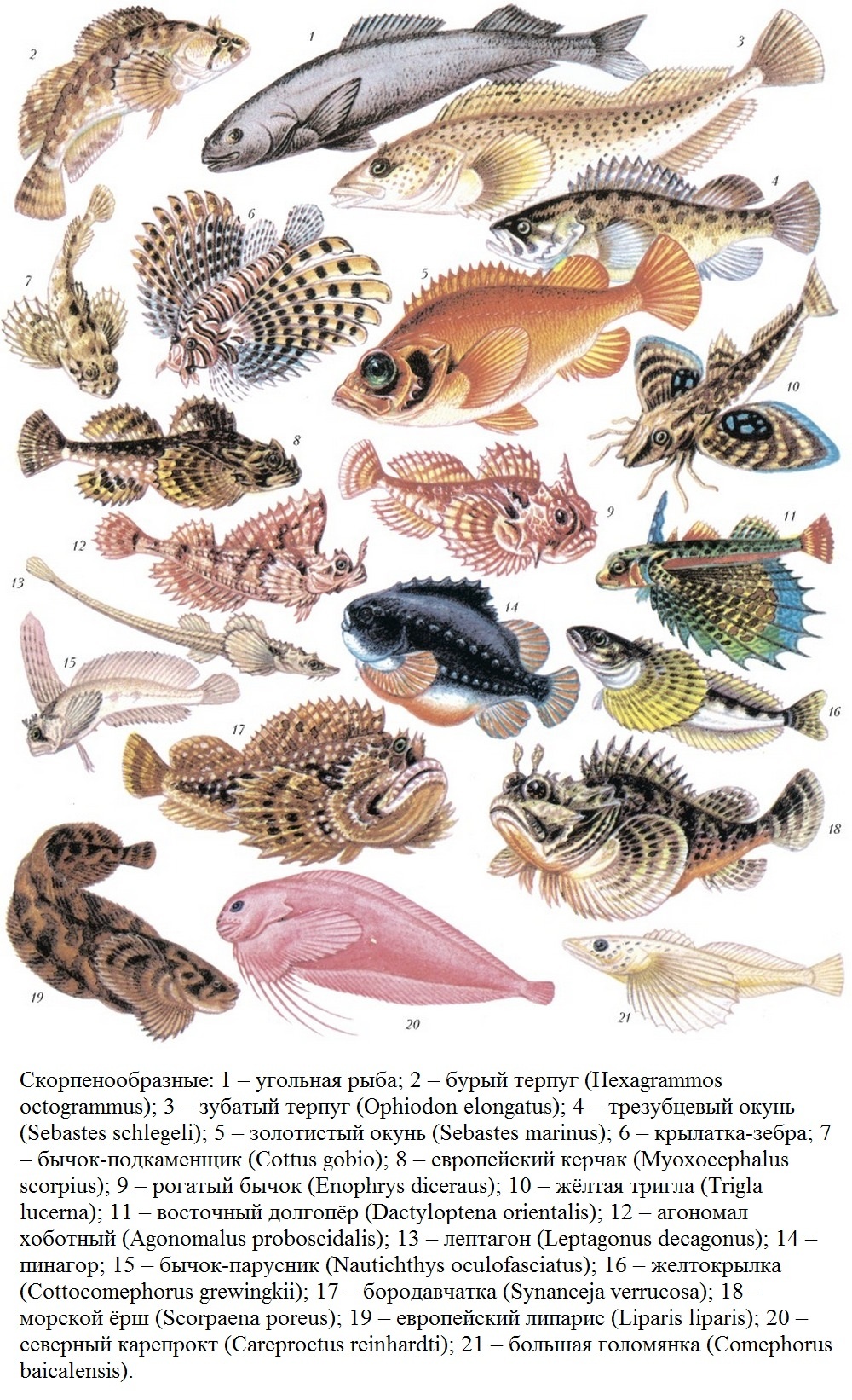 Scorpaeniformes